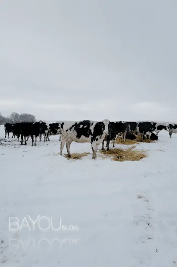 Snow Cows